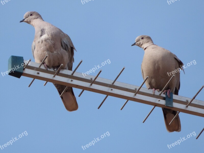 Turtledoves Birds Antenna Pose Gesture