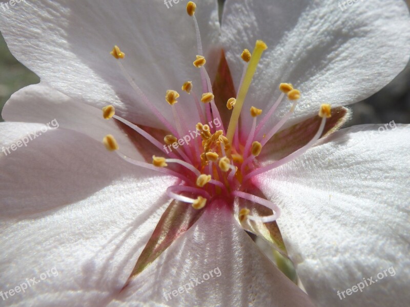 Almond Flower Petals Stigma Detail Plant Geometry