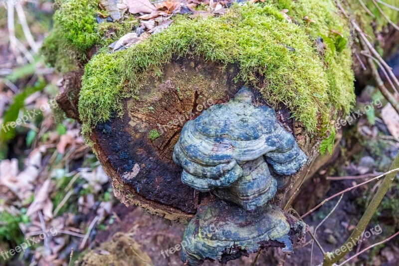 Tree Baustamm Moss Forest Tree Fungus