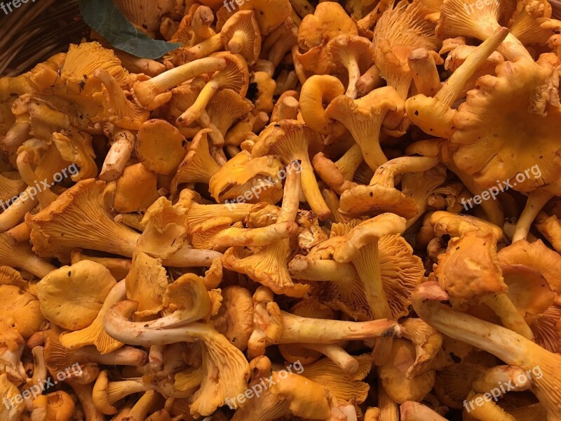 Chanterelles Mushrooms Fresh Chanterelles Free Photos