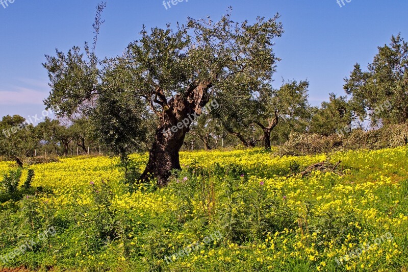 Olive Tree Tree Clover Flowers Olive Grove Flowers