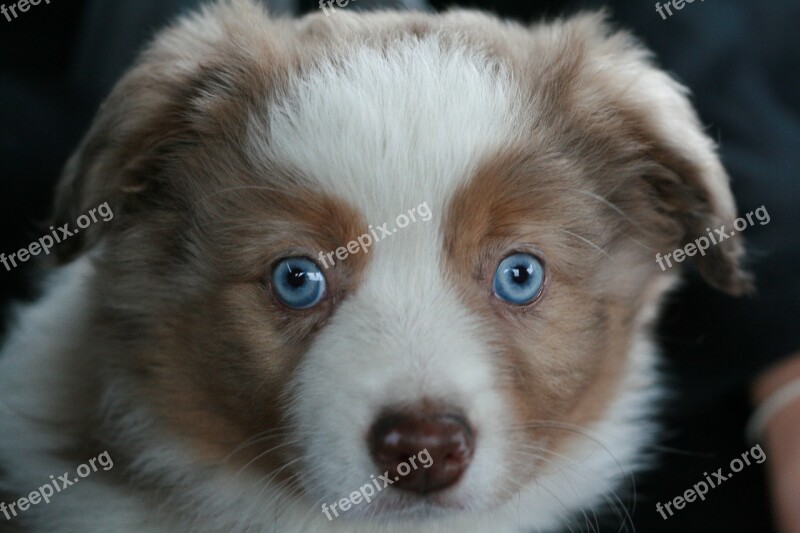 Dog Puppy Animal Domestic Animal Australian Shepherd