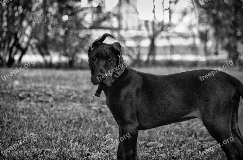 Great Dane Puppy Dane Great Animal