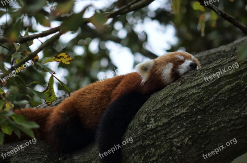 Red Panda Zoo Panda Animal Wildlife