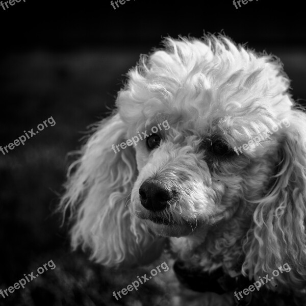 Black And White Poodle Dog Purebred Domestic