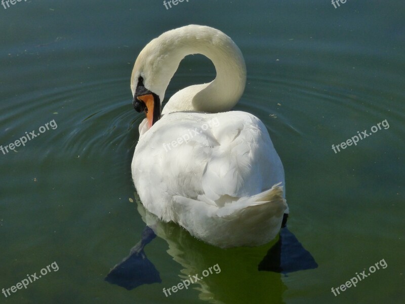 Nature Duck Bird White Swan Free Photos