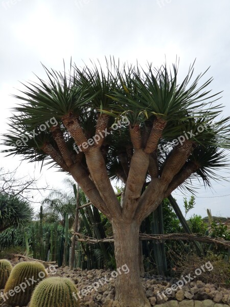 Forio Cactus Garden Dragon Tree Free Photos