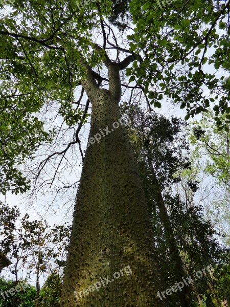 Forio Botanical Garden Tree Chorisia Speciosa Free Photos