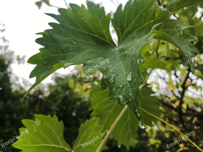 Aliciapcd Leafs Waterdrops Free Photos