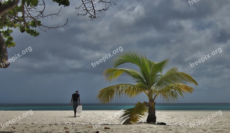 Aruba Palm Tree Surfer Surfing Beach