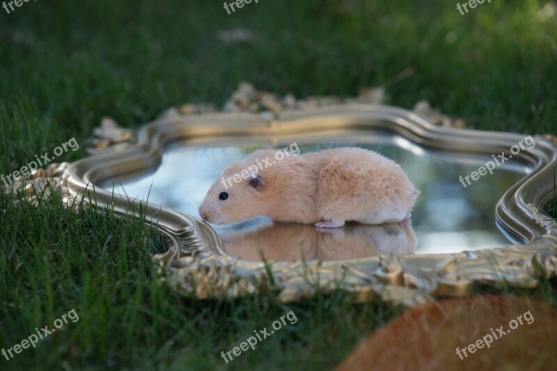 Hamster Pet Gold Mirror Fantasy