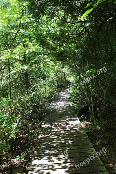 Forest Trail Flowerpot Island Georgian Bay Ontario