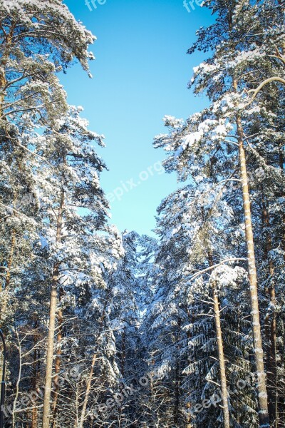 Winter Forest Sky Snow Forest Nature