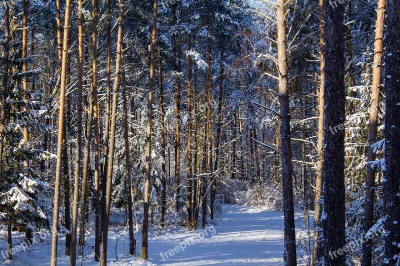 Forest Snow Winter Trees Nature