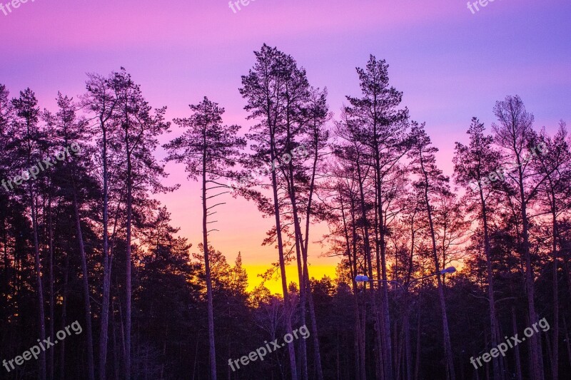 Dawn Forest Winter Forest Morning Nature