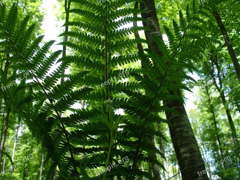 Fern Forest Forest Plant Nature Plant