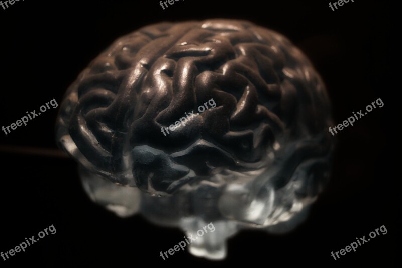 Brain Anatomy Neurons Nervous System Free Photos