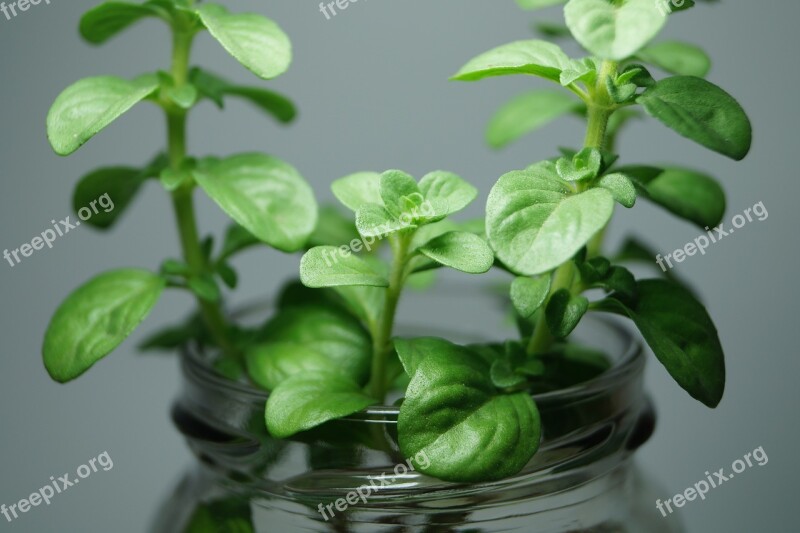 Mint Plant Aromatic Plant Nature Aromatic Plants