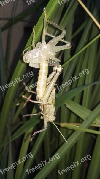 Locust Shedding Insect Exoskeleton Shed