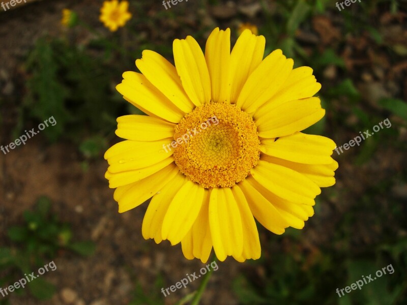 Flower Garden Summer Flowers Wild Flowers Plant