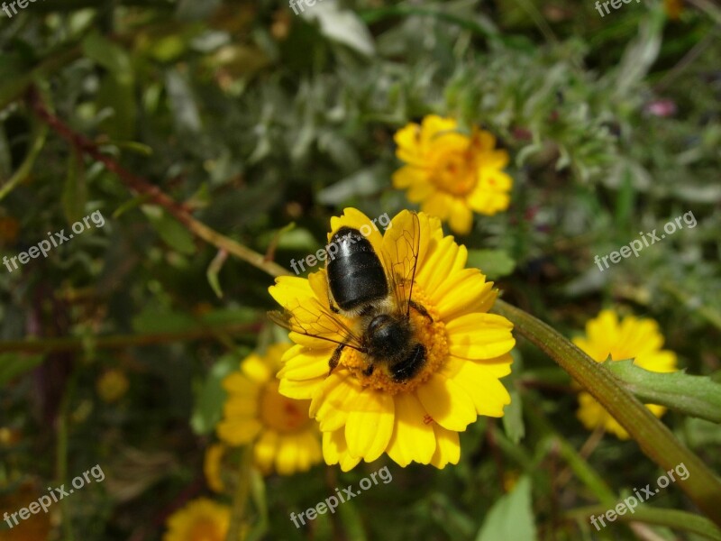 Bee Flowers Forage Insect Plant