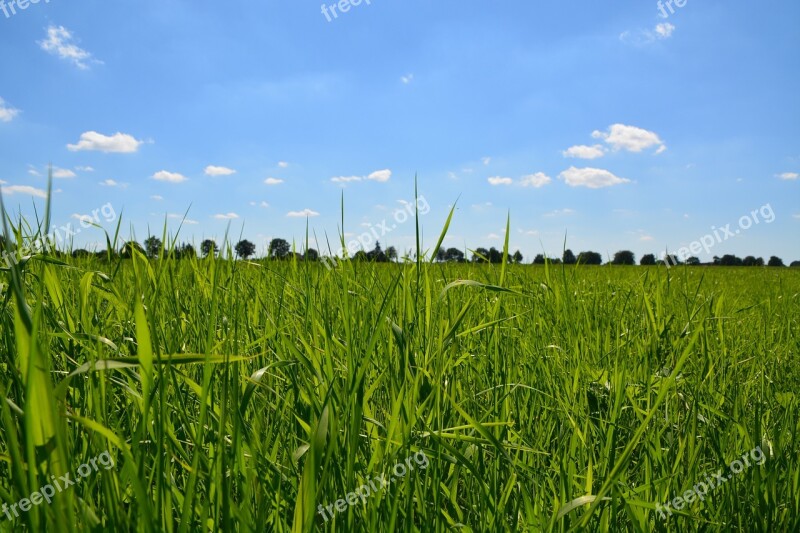 Sunny Grass Green Clouds Blades Of Grass