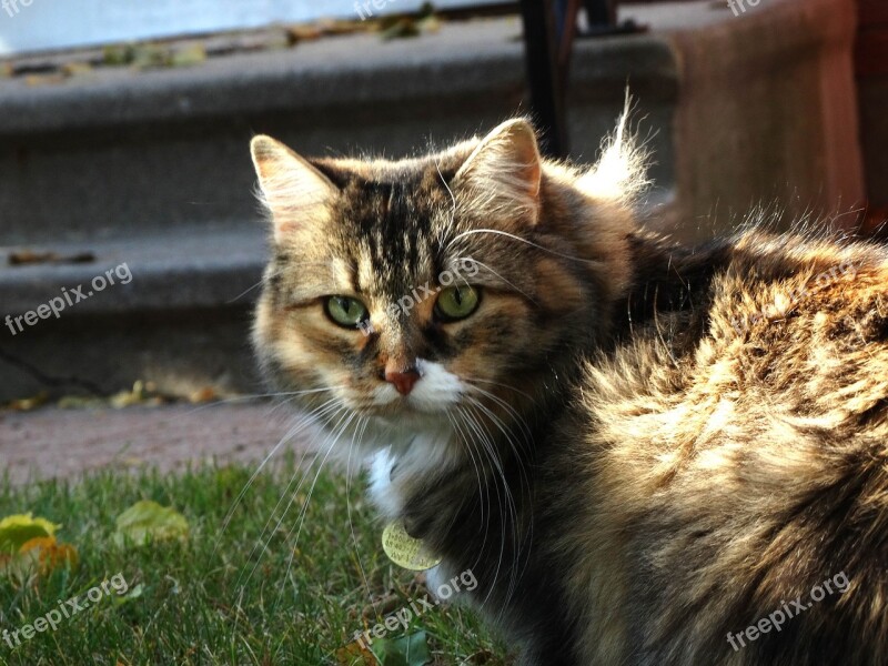 Cat Staring Domestic Free Photos