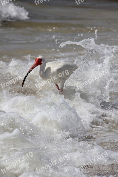 Water Bird Florida Beach Sea Bird