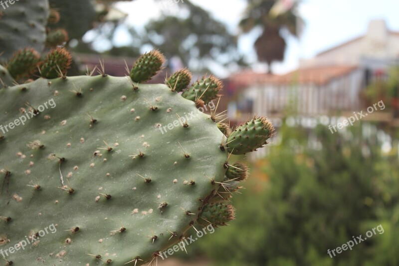 Cactus Nature Desert Flower Green