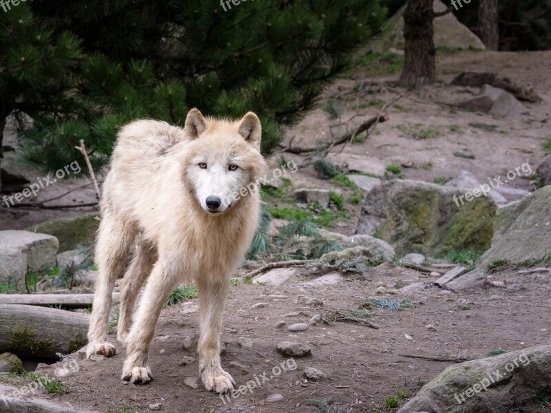 Wolf Animal Predator Wolves Nature