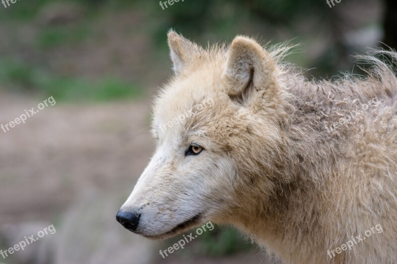 Wolf Animal Predator Wolves Nature