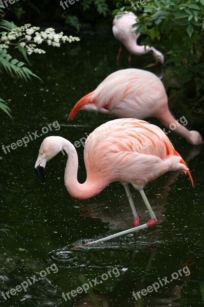 Flamingo Birds Natural Free Photos