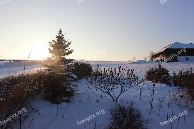 Snow Winter January Tree Cold