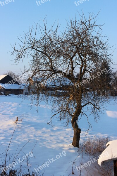 Snow Winter January Tree Cold