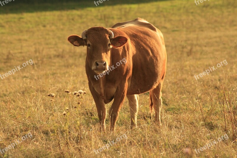 Cow Farm Animal Beef Agriculture