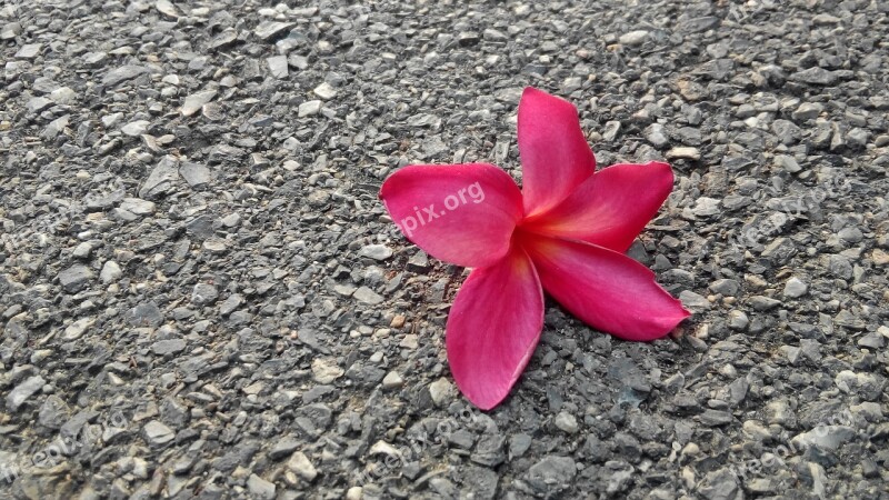 Flowers Frangipani Nature Blooms Plant