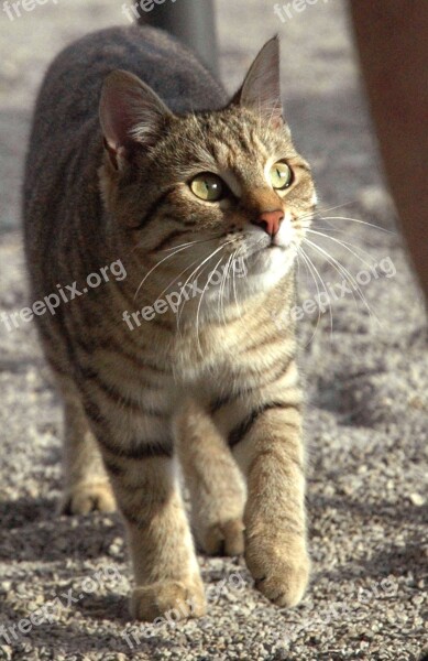 Cat Mackerel Watch Run Sneak