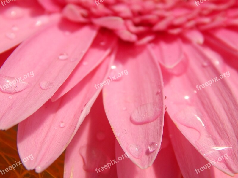 Gerbera Pink Flower Sweet Drops