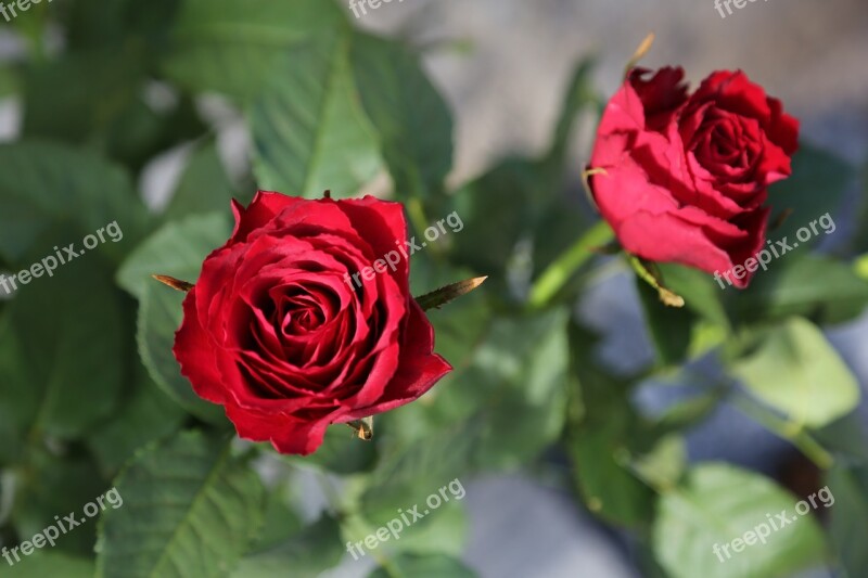 Flowers Red Roses Roses Garden Red