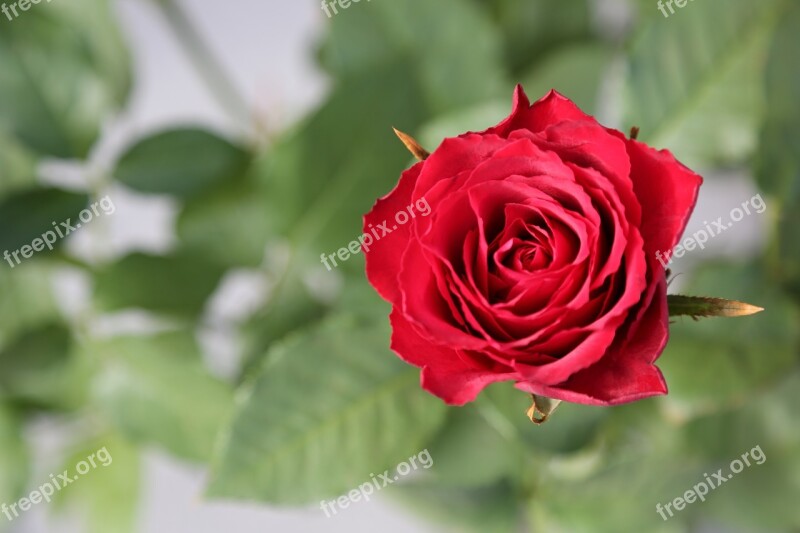 Flowers Red Roses Roses Garden Red