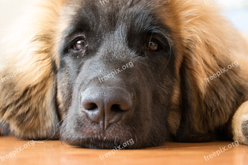 Dog Puppy Leonberger Animal Cute