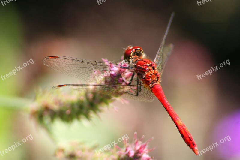 Flower Dragonfly Spring Background Digital Art