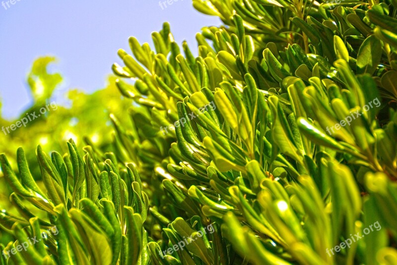 Olive Tree Leafs Oil Plant