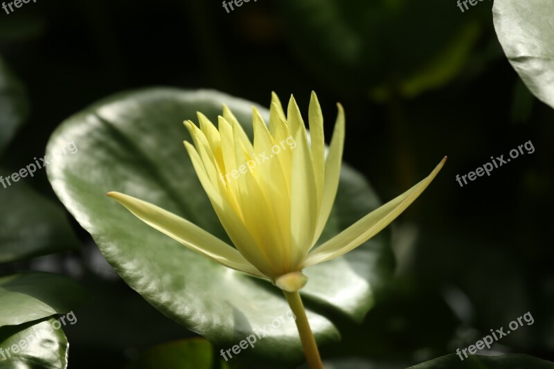 Water Lily Water Plant Dust Plant Leaf Yellow