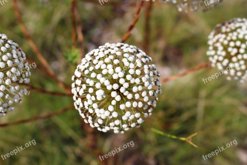 Flower Nature Chuveirinho Cerrado Pepalantus