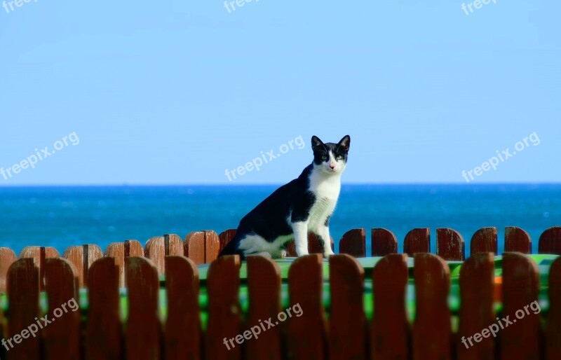 Cat Sea Animal Animal World Domestic Cat