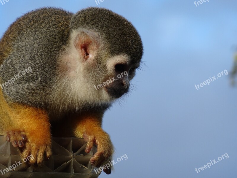 Spider Monkey Zoo Monkey Mammal Primate