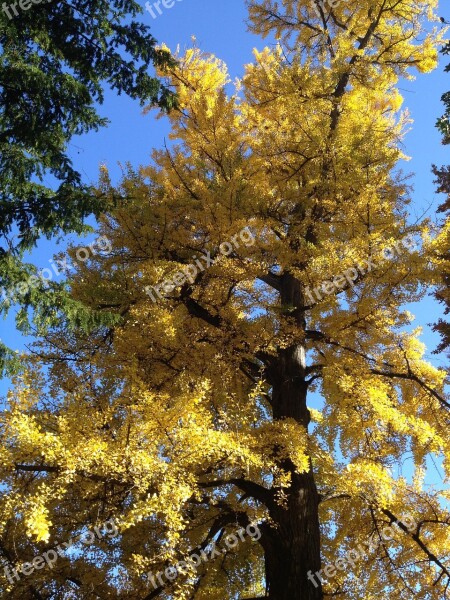 Autumn Folliage Gingko Free Photos