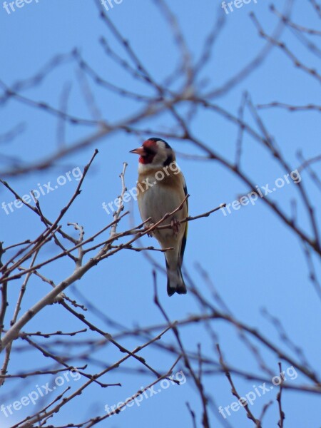 Goldfinch Cadernera Branches Bird Singing Bird