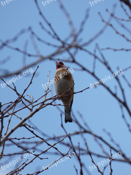 Goldfinch Cadernera Branches Bird Singing Bird